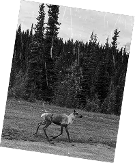 Coal River guests